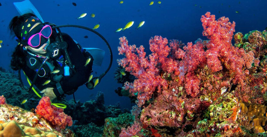 Maldives-diving