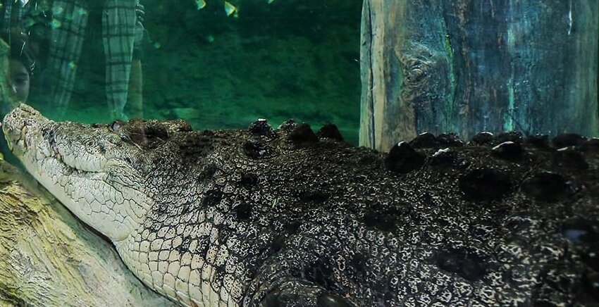 king-Croc